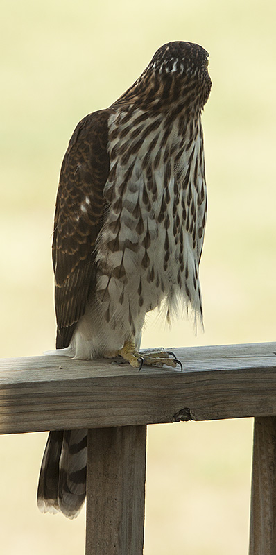 IMAGE: http://kimberlydawn.net/POTN/IMG_0009e.jpg