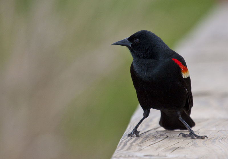 IMAGE: http://kimberlydawn.net/POTN/IMG_0064.jpg