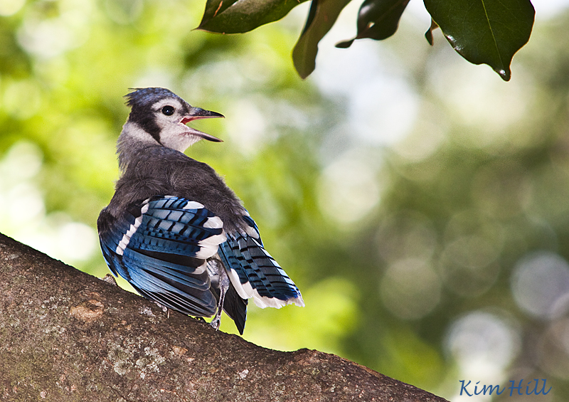 IMAGE: http://kimberlydawn.net/POTN/IMG_0137.jpg