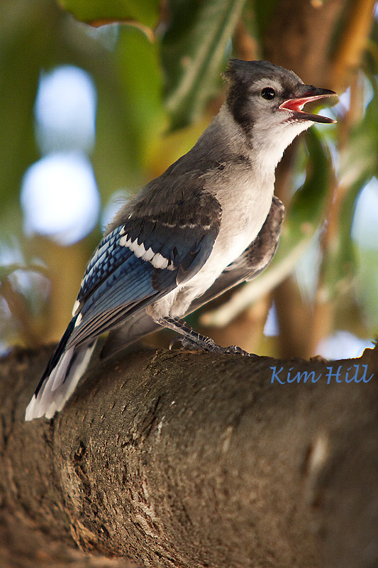 IMAGE: http://kimberlydawn.net/POTN/IMG_0191.jpg