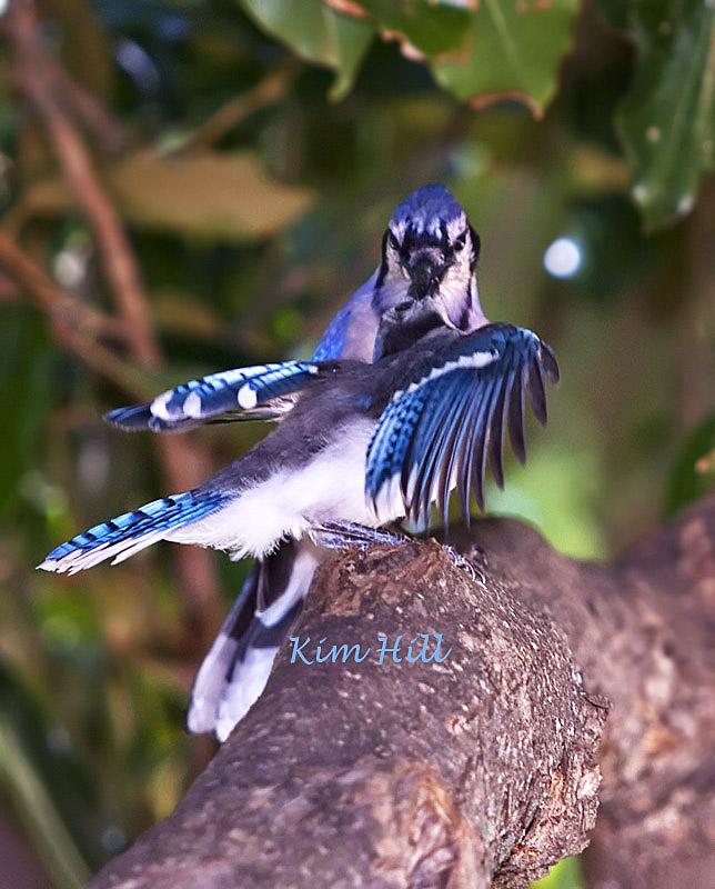 IMAGE: http://kimberlydawn.net/POTN/IMG_0236.jpg