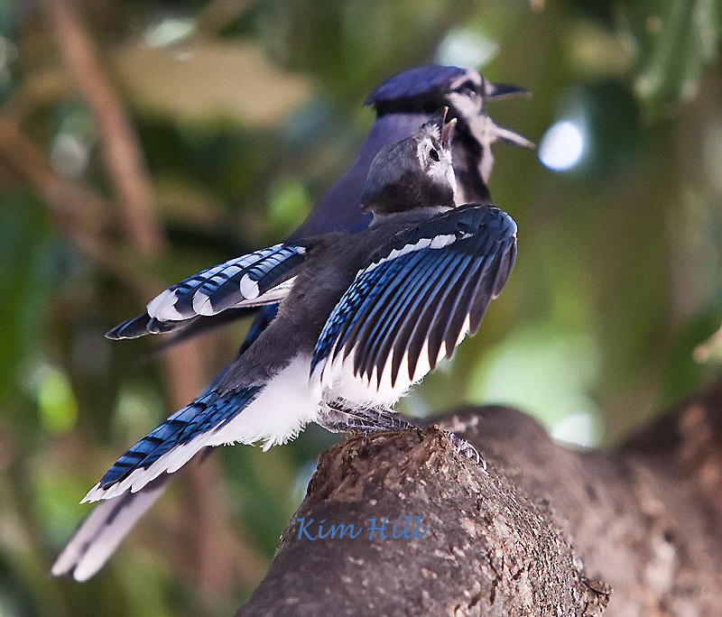 IMAGE: http://kimberlydawn.net/POTN/IMG_0239.jpg