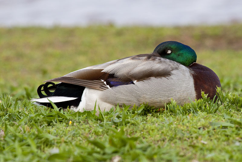 IMAGE: http://kimberlydawn.net/POTN/IMG_1190.jpg