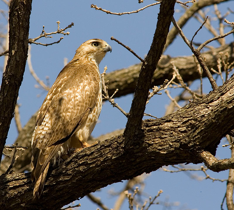 IMAGE: http://kimberlydawn.net/POTN/IMG_2944.jpg