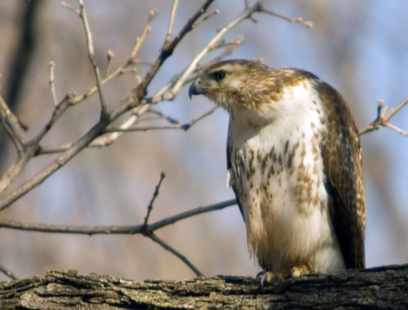 IMAGE: http://kimberlydawn.net/POTN/IMG_2968.jpg