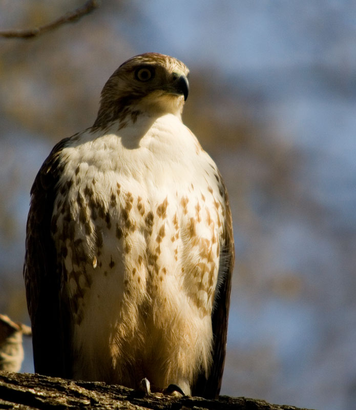 IMAGE: http://kimberlydawn.net/POTN/IMG_2975.jpg