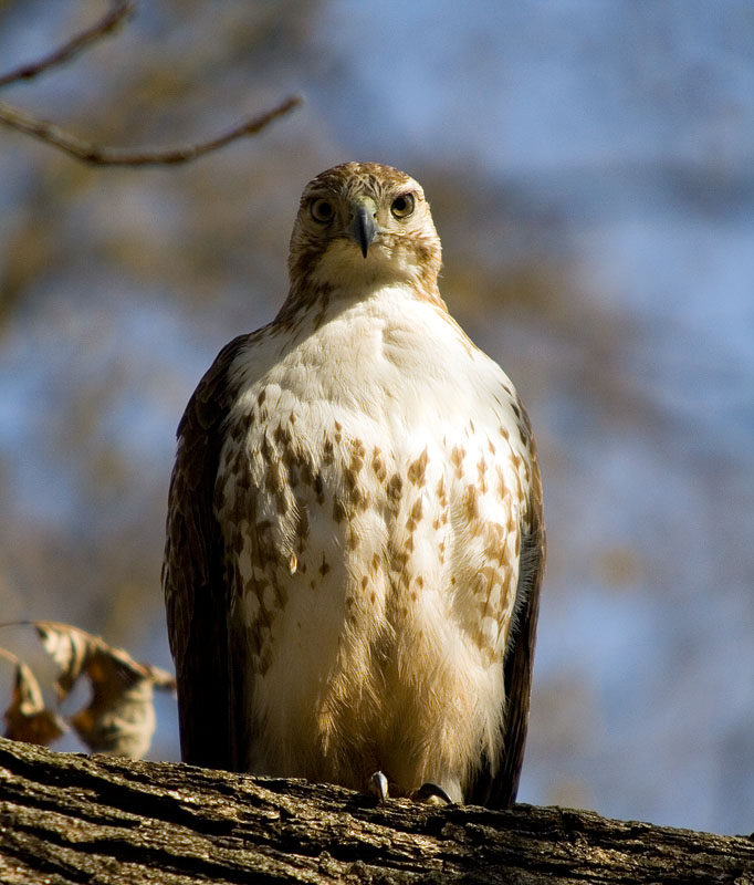 IMAGE: http://kimberlydawn.net/POTN/IMG_2977.jpg