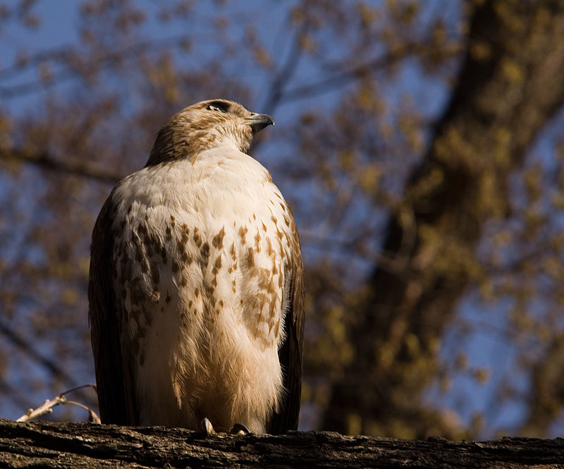 IMAGE: http://kimberlydawn.net/POTN/IMG_2985.jpg