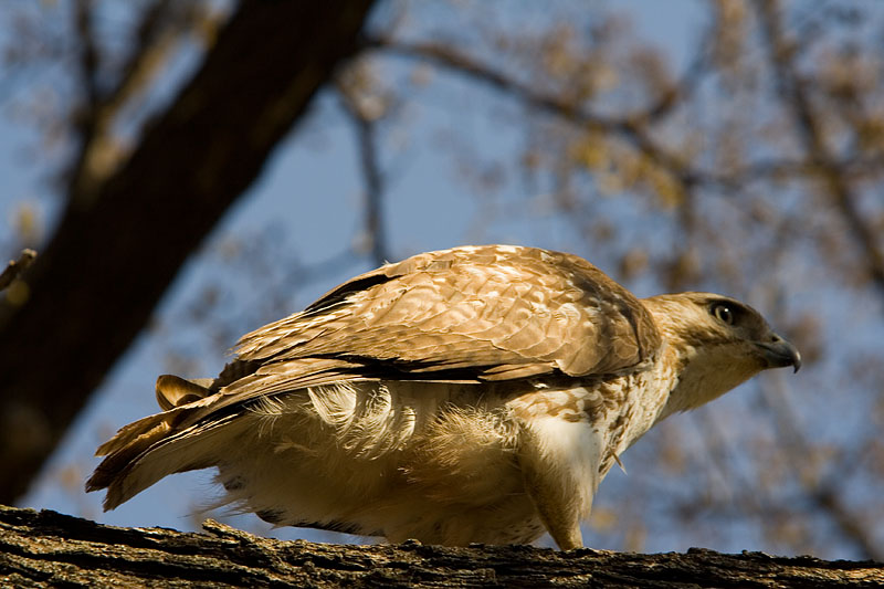 IMAGE: http://kimberlydawn.net/POTN/IMG_2991.jpg