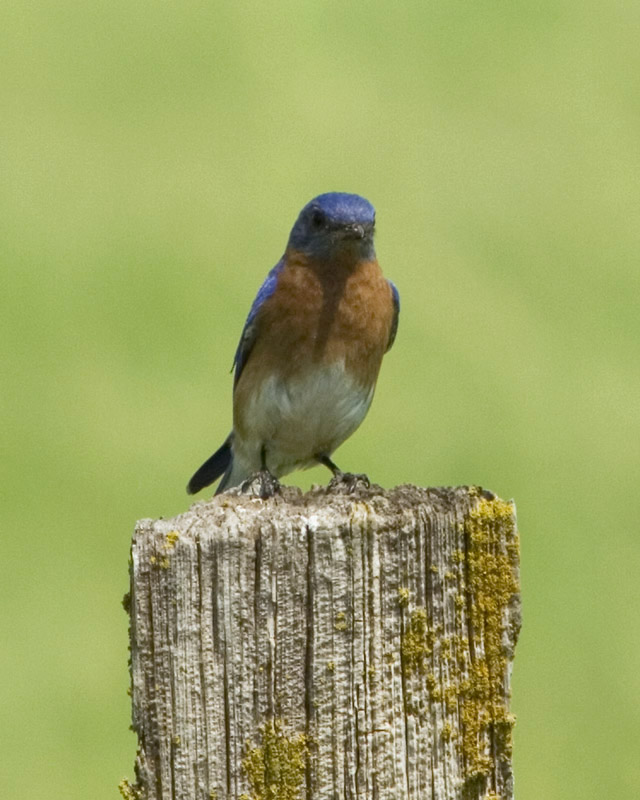 IMAGE: http://kimberlydawn.net/POTN/IMG_3886-2.jpg