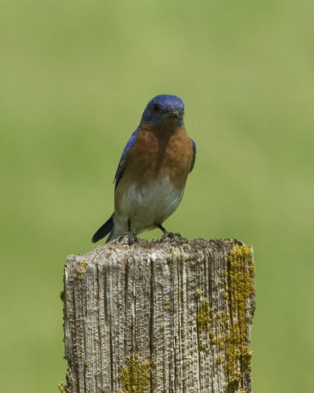 IMAGE: http://kimberlydawn.net/POTN/IMG_3886.jpg