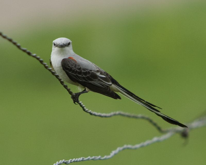 IMAGE: http://kimberlydawn.net/POTN/IMG_3943.jpg