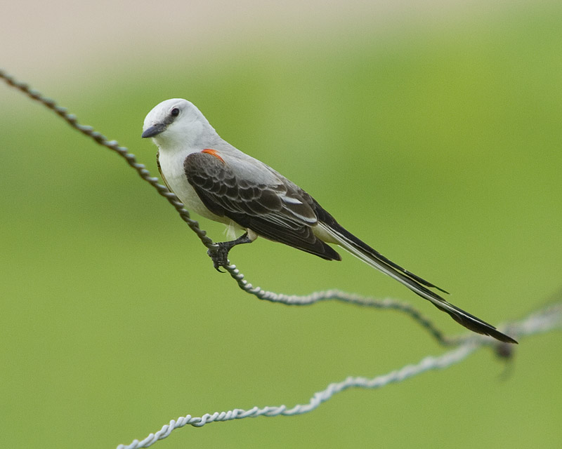 IMAGE: http://kimberlydawn.net/POTN/IMG_3944.jpg