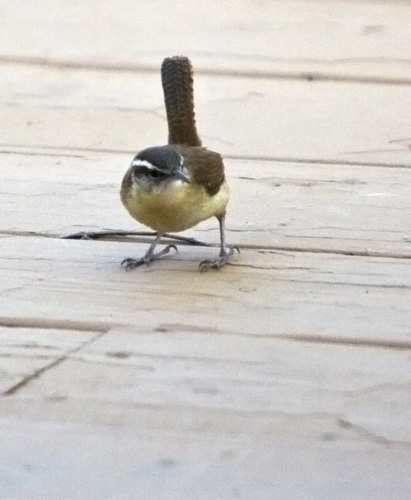 IMAGE: http://kimberlydawn.net/POTN/IMG_6757.jpg