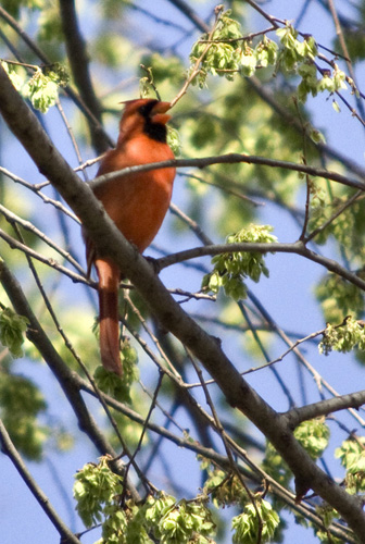 IMAGE: http://kimberlydawn.net/POTN/IMG_6765.jpg