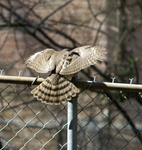 IMAGE: http://kimberlydawn.net/POTN/IMG_6774.jpg