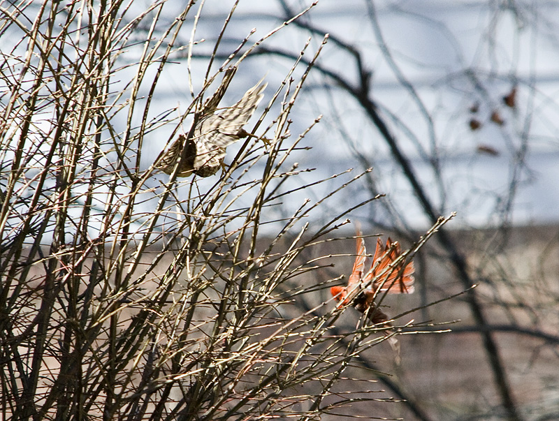 IMAGE: http://kimberlydawn.net/POTN/IMG_6785.jpg