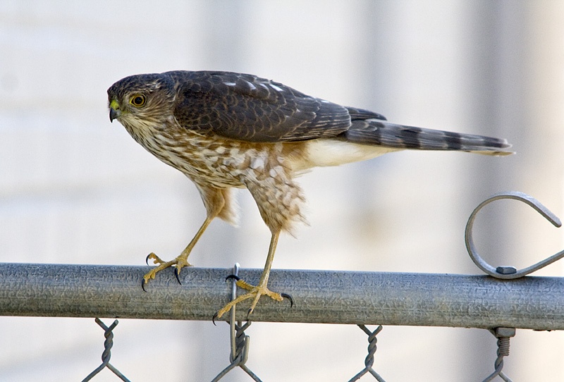 IMAGE: http://kimberlydawn.net/POTN/IMG_6808.jpg