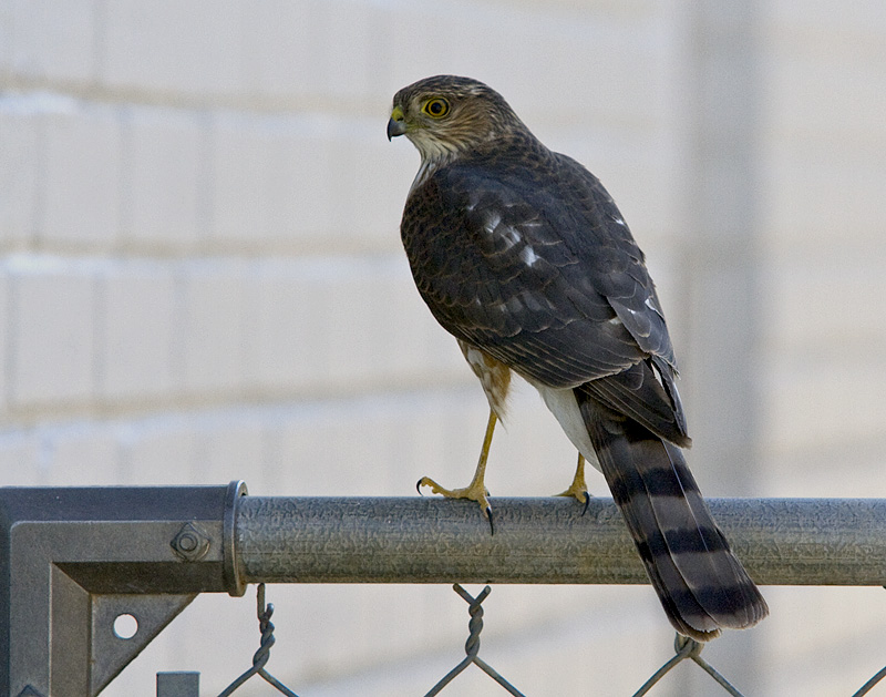 IMAGE: http://kimberlydawn.net/POTN/IMG_6823.jpg