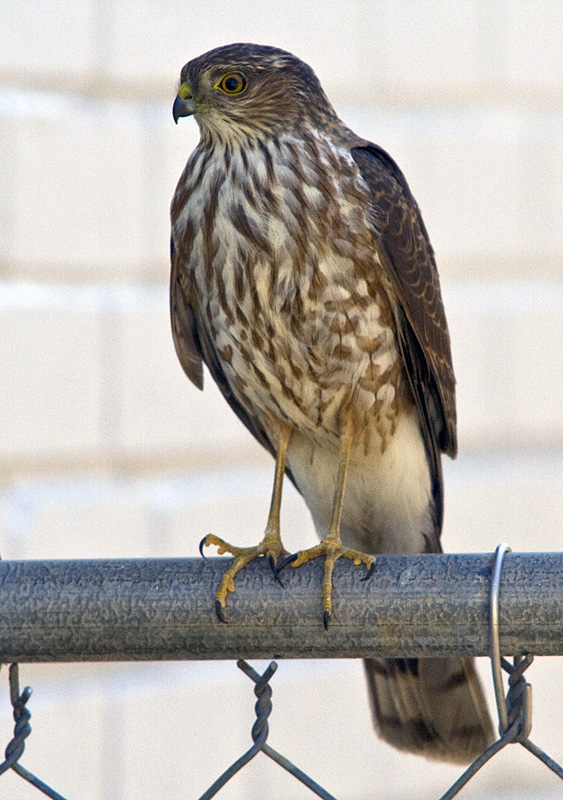 IMAGE: http://kimberlydawn.net/POTN/IMG_6827.jpg