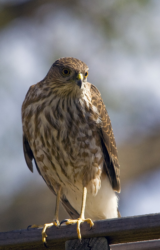 IMAGE: http://kimberlydawn.net/POTN/IMG_6846.jpg